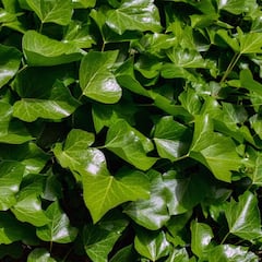 Cuidado si tienes esta planta: se vende casi en cualquier parte y expertos alertan de su peligro