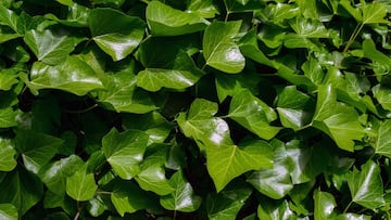 Cuidado si tienes esta planta: se vende casi en cualquier parte y expertos alertan de su peligro