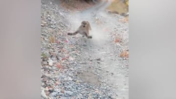 Un alpinista es acechado por un puma durante más de 6 minutos