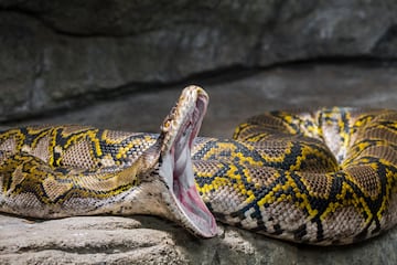 Es una serpiente que puede llegar a medir 7.5 metros y pesar hasta 160 kg, es una de las serpientes más largas del mundo. Es una especie que se encuentra en Asia y es conocida por su tamaño y fuerza.