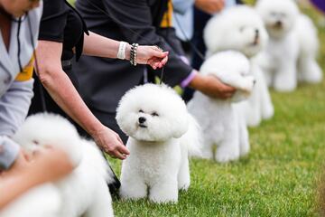 Perros de la raza bichón frisé durante el concurso.