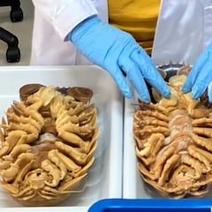 Descubren un extraño animal marino “parecido a Darth Vader”