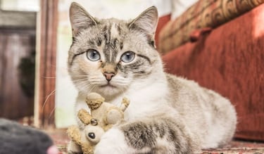 Día Internacional del Gato 2025: origen, significado y por qué se celebra el 8 de agosto en México