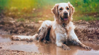 Tiempo de verano, el perro con el amo