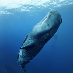 Un buceador captura un baño entre cachalotes en 360º