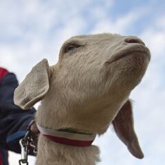 Chivas tendría aficionados en Akron para la liguilla