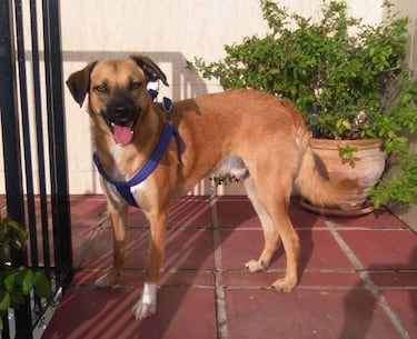 Las razas de perros que mejor se adaptan a un piso: ?cu¨¢les son y qu¨¦ debemos tener en cuenta?