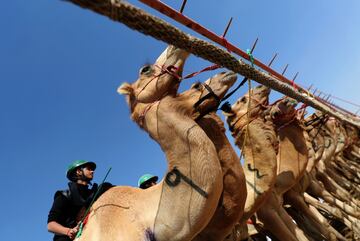 Carrera de camellos durante el Festival Sheikh Sultan Bin Zayed al-Nahyan, en el hipódromo de Shweihan en al-Ain en las afueras de Abu Dhabi.