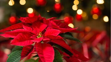 ¿Por qué la flor de Nochebuena se asocia con la Navidad?¿Qué otras cosas simboliza?
