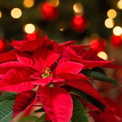 ¿Por qué la flor de Nochebuena se asocia con la Navidad?¿Qué otras cosas simboliza?