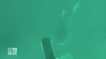 Un tibur&oacute;n toro ataca a un buceador que practicaba pesca submarina en Queensland (Australia).