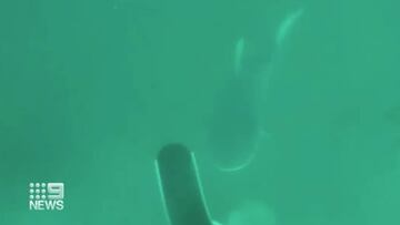 Un tiburón toro ataca a un buceador que practicaba pesca submarina en Queensland (Australia).