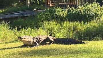 Muere Okefenokee Joe, el caimán más famoso del mundo