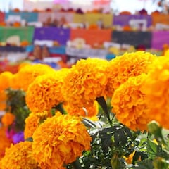 La curiosa flor brillante que guía a los muertos y orienta a las almas que vuelven al mundo terrenal en México