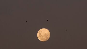 AME8204. ASUNCI&Oacute;N (PARAGUAY), 25/02/2021.- Tres aves vuelan con la luna de fondo hoy en Asunci&oacute;n (Paraguay). EFE/Nathalia Aguilar