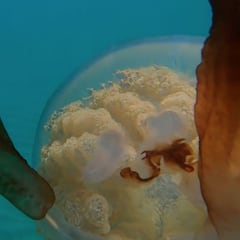 Un surfista avista una medusa gigante en Gibraltar