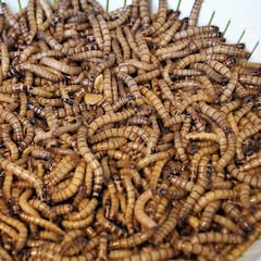 Los insectos llegarán a las mesas de Europa y España a corto plazo