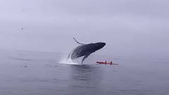 Humpback whale jumps and lands on two kayakers