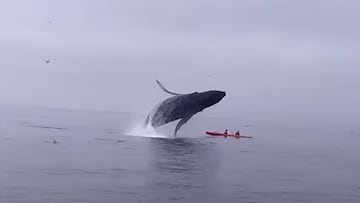 Ballena jorobada saltando sobre dos kayakistas en California (EEUU).