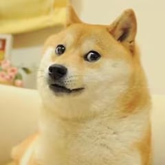 Muere Kabosu, la perra que se hizo viral por el meme Doge