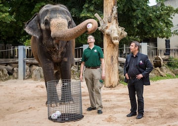 El elefante Zella predijo que Senegal va a ganar el Mundial.