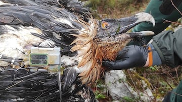 Muere envenenado ‘Centenario’, el ejemplar de quebrantahuesos que fue liberado en los Picos de Europa en 2017