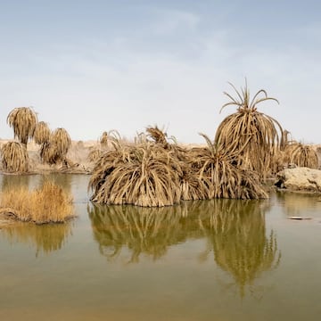 El Oasis de Siwa, en Egipto, sustenta a una ciudad de 35.000 habitantes en el desierto, aunque la mala gestión de los pozos excavados para la agricultura están provocando exceso de agua salada que mata a las palmeras datileras, cruciales para el microclima de la zona.