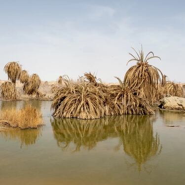 El Oasis de Siwa, en Egipto, sustenta a una ciudad de 35.000 habitantes en el desierto, aunque la mala gestión de los pozos excavados para la agricultura están provocando exceso de agua salada que mata a las palmeras datileras, cruciales para el microclima de la zona.