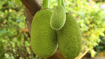 El aviso de los expertos sobre la fruta más grande del mundo: “Es un buen sustituto de la carne”