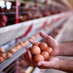 Will egg prices rise again after Trump said they are decreasing? This is what experts predict before Easter