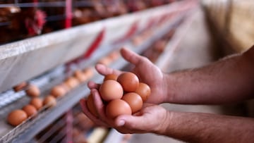 The Trump administration claims the price of eggs has gone down, but how likely is it to stay down?