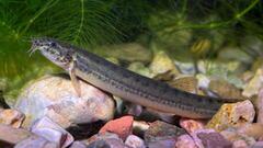 Identifican en España una nueva especie de pez invasor