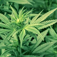 Las Vegas estudia no considerar a la marihuana como dopaje