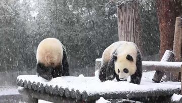 La diferente reacción de estos osos pandas al descubrir la nieve por primera vez
