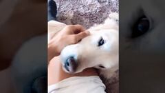 Alexis mostró su acogedor descanso junto a sus perros