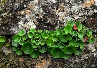 La planta que amenaza el acueducto de Segovia