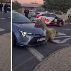 Un elefante marino aparece en una zona residencial de Sudáfrica: la gente no daba crédito