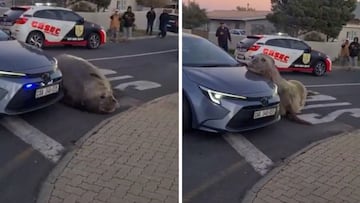 Un elefante marino aparece en una zona residencial de Sud¨¢frica: la gente no daba cr¨¦dito