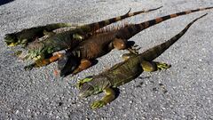 A new report shows that colder than average temperatures are threatening the iguana population in Florida Why are the iguanas falling out of trees?