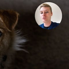 Un veterinario revela en TikTok las cinco razas de perro que elegiría para tener en casa