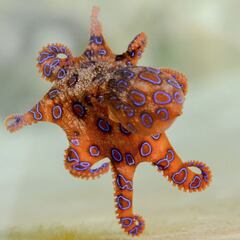 Sobrevive a la picadura de un pulpo de anillos azules en una playa surfera