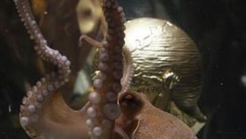 El pulpo Paul se quedará en Alemania