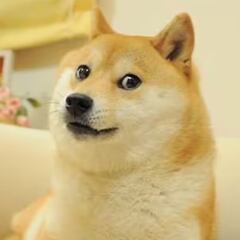 Viral Doge meme dog dies: what does Kabosu mean?