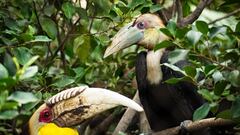 Así es el cálao gorginegro, la exótica ave que se ha reproducido por primera vez en España