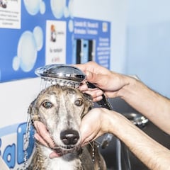 ¿Cuánto cuesta de media al año tener un perro en España y cuáles son los principales gastos?