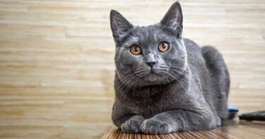 Ni fantasmas ni espíritus, qué ve nuestra mascota cuando se queda mirando a la nada