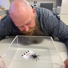 New species of deadly giant spider discovered: here’s where to avoid