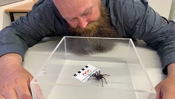 The Australians have, of course, found a deadly venomous spider and named it ‘Big Boy’.