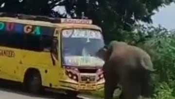 El video viral de un elefante ladrón en Tailandia que rompe las redes