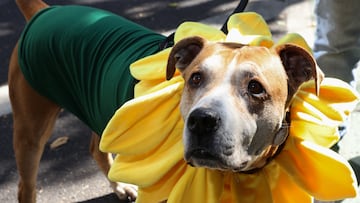 The FDA is urging pet owners not to feed their cats or dogs two different brands of pet food which may have been contaminated with bacteria.